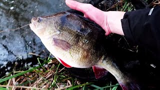 4lb 5oz river perch on the bfs gear [upl. by Leroi]