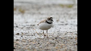 Little ringed plover  Dverglo Nikon Z9 [upl. by Silvan]