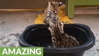 Wild Asian leopard cats play in water for first time [upl. by Korella]