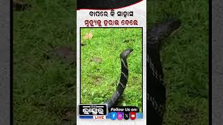 ମହିଳାଙ୍କ ଅବିଶ୍ୱାସନୀୟ ସାହସshorts short chatpuja ytshorts yt trending viralvideo [upl. by Onilatac361]