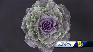 Sunday Gardener Caring for ornamental cabbage [upl. by Arnold]