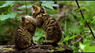 Der Harz Wildkatzen HD [upl. by Utir947]