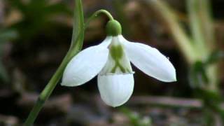 Galanthus plicatus Three Ships [upl. by Ida818]