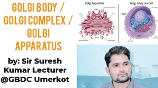 Golgi apparatus class 11 Golgi Complex  Golgi body NCERT MDCAT Hindi Urdu  Sir Suresh Kumar [upl. by Leirraj]