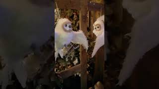 2 Owls In Garden centre owl [upl. by Airual]