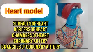 anatomy of heart [upl. by Poock]