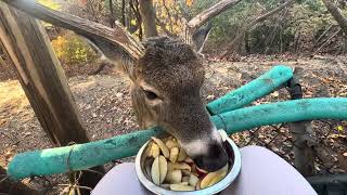 Buck came at a great time for Dinner 🦌he was on time 😃 [upl. by Helene]