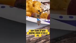 Lady teams up with jumping spider to kill a fly [upl. by Jaworski]