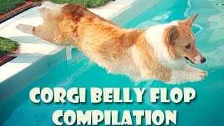 Corgi belly flop COMPILATION  cute funny dogs [upl. by Rabelais]