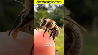 মৌমাছির মধু উৎপাদন। 😳shorts bee honey [upl. by Orfield]