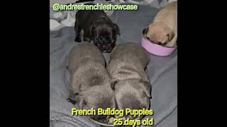 French Bulldog Puppies  Weaning puppies at 3 12 weeks [upl. by Ricardo867]