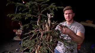 Bjorn Bjorholm creates a Taxus Bonsai [upl. by Terza459]