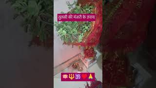 🙏♥️🕉️🪷 short video Jaisi Manjari badi Ho Thakur Ji ko shaligram ko Chadha de Pradeep Mishra ka stat [upl. by Nierman]