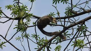 Grizzled Giant Squirrel  Srivilliputhur wildlife GrizzledSquirrel Shenbagathoppu srivilliputur [upl. by Novelc348]