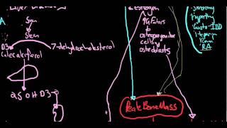 Osteoporosis  Dr Apsimo Lecturemp4 [upl. by Lucius]