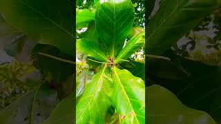 beach almond tree terminalia catappa short tanaman tree nature [upl. by Rebba]