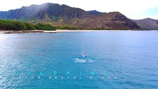 Dolphins at Makua Beach 4K 62321 [upl. by Rondon]