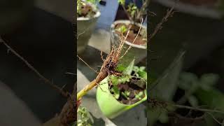 Types of roots  tap root or fibrous root nature trending shorts ytshorts roots [upl. by Ajiram]