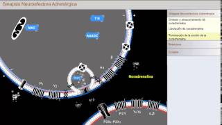 Sinapsis Neuroefectora Adrenérgica [upl. by Ardisj]