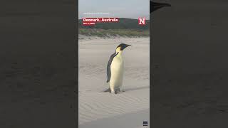 Australian Family Encounters Emperor Penguin Very Far From Home [upl. by Nichola174]