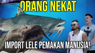 GELO ORANG INI NEKAT IMPORT LELE PEMAKAN MANUSIA [upl. by Anhavas]