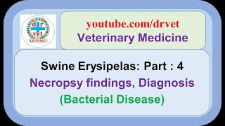 Swine Erysipelas Part 4  necropsy findings diagnosis [upl. by Jillie536]