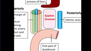 Epiploic foramen [upl. by Sinegra]