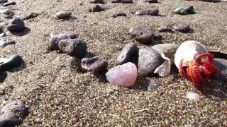 piedras semipreciosas en la playa [upl. by Budde52]