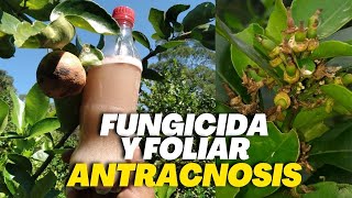 2 en 1 FOLIAR y FUNGICIDA Para COMBATIR la ANTRACNOSIS en CÍTRICOS [upl. by Patterson]