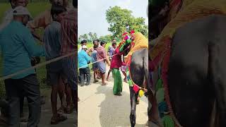 గంగిరెద్దు ఆట gangireddu Dance video viralvideo village culture nature youtubeshorts [upl. by Gotcher]