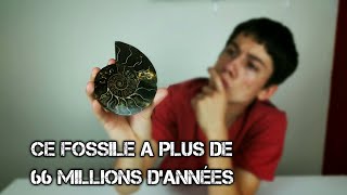 VOUS CONNAISSEZ LES FOSSILES DAMMONITES [upl. by Weed54]