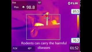 NJInfrared Pest Rodent Detection Video with Thermal Imaging [upl. by Jareen]