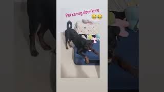 Pet ki samasyaon se chutkara paen😅😅😅😂 funny rottweilerlove funnyanimal funny [upl. by Ajnot]