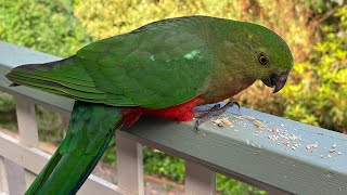 Burung Beo Raja Australia Australian King Parrot 🦜🦜🦜 [upl. by Horton]