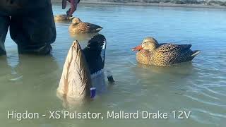 Higdon Decoys XS Pulsator Mallard Drake V12 [upl. by Sidnala650]