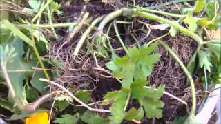 Wartime Garden Weed Fermentation [upl. by Philana]