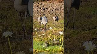 Brolga kakadu brolgas birds australianbirds australia outback [upl. by Diann29]