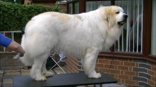 Pyrenean Mountain Dogs  Great Pyrenees  Penellcy Troy [upl. by Sand951]