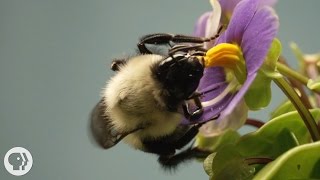 This Vibrating Bumblebee Unlocks a Flowers Hidden Treasure  Deep Look [upl. by Prochoras6]