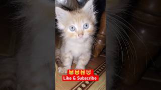 Cute baby cat kitten sound touching 😻😺😈 cat cute kitten cutecat cutekitty sound [upl. by Evan]