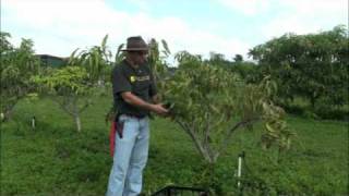 Pruning Young Mango Trees [upl. by Nollahp]