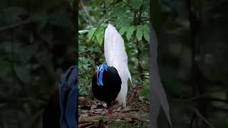 The white tailed wattled bulwer pheasant birds eat a variety food ants and forageviralshortvideo [upl. by Cort]