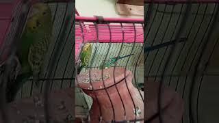 Budgies parrot effects📸 remix music funk musica dj birds talkingparrotscareandroutine parrot [upl. by Iny]