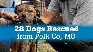 28 Dogs Rescued from Polk Co [upl. by Frasier425]