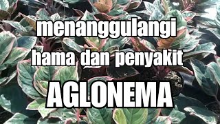 Penanggulangan hama dan penyakit pada aglonema [upl. by Eiuqnom]