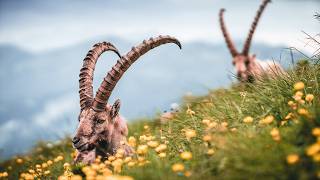 Animals with the Biggest Horns in the World 🐂 Prepare to Be Amazed [upl. by Peursem]