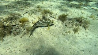 Snorkelling at Normanville Beach South Australia [upl. by Arita]