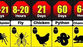 How Long Does It Take Different Animals Eggs To Hatch  Incubation Time Of Different Animal Eggs [upl. by Lindsy]