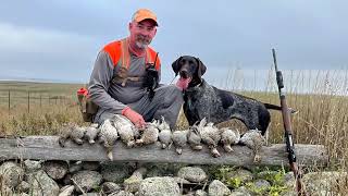 Huns amp Sharptail in North Dakota [upl. by Landa]