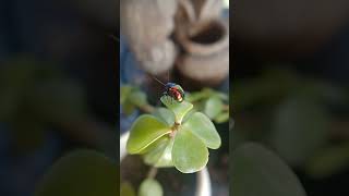 Dogbane beetle 🪲nature beetle [upl. by Ennaecarg]